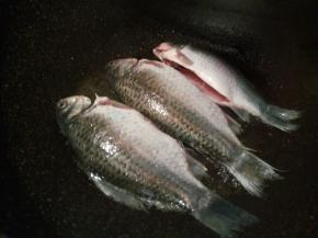 鲫鱼晾干表面水分