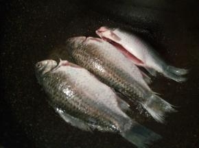 鲫鱼晾干表面水分