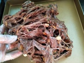 两手将牛轧糖拉扯开、折叠，使糖包裹饼干和果脯坚果