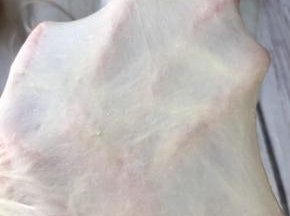 揉至扩展阶段即可，出现手套膜面包效果会更好。