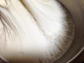 室温发酵涨至如图的蜂窝状