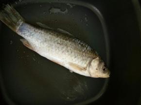 腌好的鱼小心放入锅里煎，不要翻动！