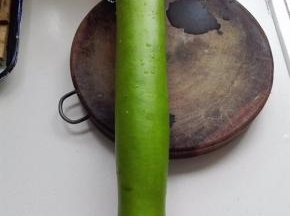 这就是瓠瓜