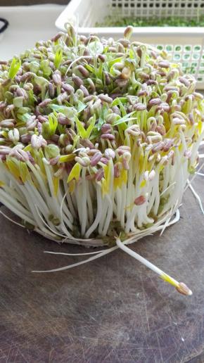 自己发的绿豆芽，长势不错