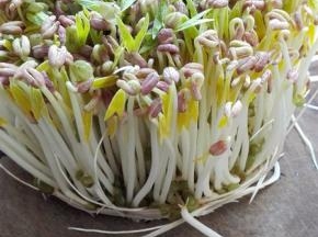 自己发的绿豆芽，长势不错