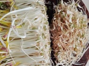 根部齐刷刷用刀切掉