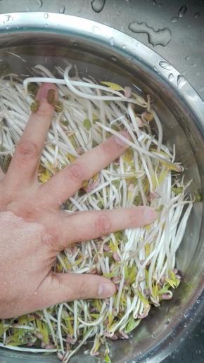 豆芽放入盆中，洗掉浮灰和豆皮