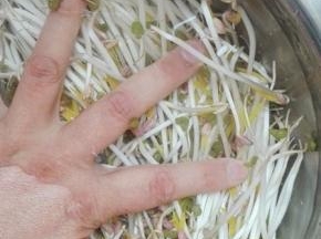 豆芽放入盆中，洗掉浮灰和豆皮