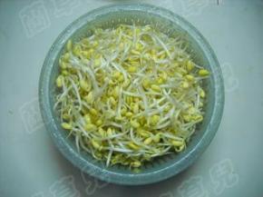 准备好小黄豆芽，洗净、沥干水分备用。