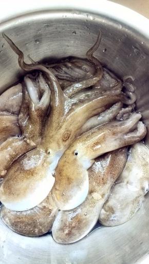 这是新鲜的八带鮹，活的，必须是活的