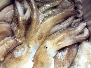 这是新鲜的八带鮹，活的，必须是活的