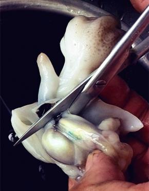 八带先冲冲水，锋利的剪子剪开布袋，剪掉墨袋