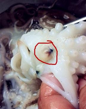 红圈的地方就是八代的牙，一定要剪掉，否则会咯牙