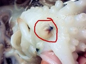 红圈的地方就是八代的牙，一定要剪掉，否则会咯牙