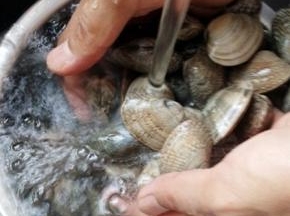 蛤蜊是已吐过沙的，用流水冲洗干净即可
