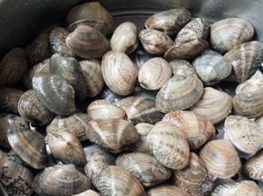 蒸锅放水，放上篦子，把蛤蜊放在篦子上，放上葱姜块，中火蒸5-10分钟