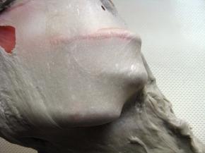 继续揉面15分钟揉至面团出膜