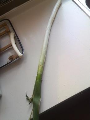 这是章丘大葱，葱白非常长，不辣，带甜味