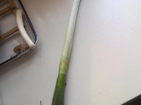 这是章丘大葱，葱白非常长，不辣，带甜味