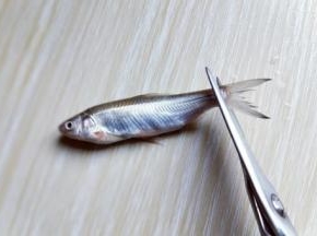 将小河鱼的尾巴，鱼鳃剪掉。