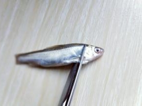 再将鱼头剪掉，内脏清理干净，依次做完。