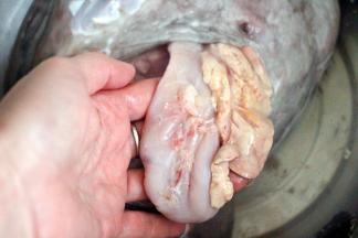 这是洗净后的安康鱼的鱼肝和鱼肚