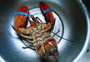 首先将大龙虾清洗干净，(可以用干净的牙刷。)翻过来再用牙刷，刷干净。