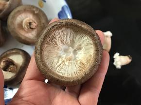 新鲜香茹洗净去掉蒂部。