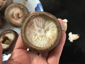 新鲜香茹洗净去掉蒂部。