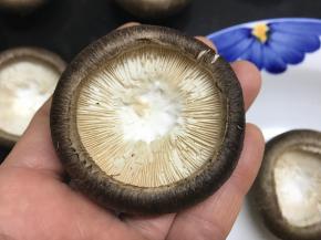 用刀把香茹窝弄平整。