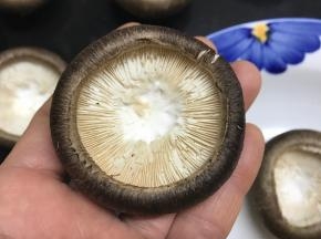 用刀把香茹窝弄平整。