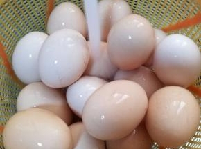 将生鸡蛋用流水洗干净