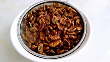 捞出蚕蛹要控一下水分。