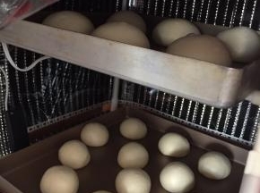 发酵完成后，根据整形需要平均分割，滚圆，发酵环境中静置15-30分钟
