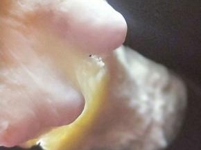 再次启动面包机，自动揉面20分钟。 20分钟后面团已经有了手套膜，这时可以进行发酵。(室温发酵也可以，但是要盖好，保持面团的湿度)