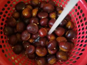 新鲜板栗上有些毛毛，需要用水冲洗干净。