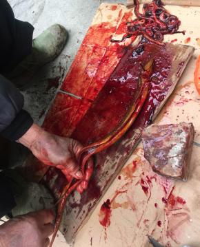 找一个木板，一根铁钉，一把锋利的小刀！用铁钉插在黄鳝的头部，钉在木板上，一只手捏住黄鳝的身子，另一只手用锋利的小刀划开黄鳝的肚子，把里面的内脏全部掏出来，最后切掉头部！（这个黄鳝滑不溜丢的特别的不好收拾，看起来有点儿像小蛇，我也很害怕不敢亲自动手，刚好楼下的老爷爷会杀黄鳝，我就请他帮我把黄鳝处理了！）