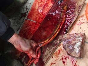 找一个木板，一根铁钉，一把锋利的小刀！用铁钉插在黄鳝的头部，钉在木板上，一只手捏住黄鳝的身子，另一只手用锋利的小刀划开黄鳝的肚子，把里面的内脏全部掏出来，最后切掉头部！（这个黄鳝滑不溜丢的特别的不好收拾，看起来有点儿像小蛇，我也很害怕不敢亲自动手，刚好楼下的老爷爷会杀黄鳝，我就请他帮我把黄鳝处理了！）