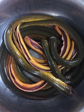 依次处理好所有的黄鳝，再清洗干净！