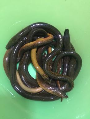 这个就是孩子爷爷在老家捉的鲜活的野生黄鳝，个头还挺大的呢！听说野生的黄鳝最有营养，最大补了！