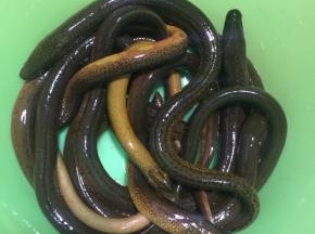 这个就是孩子爷爷在老家捉的鲜活的野生黄鳝，个头还挺大的呢！听说野生的黄鳝最有营养，最大补了！