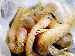 皮皮虾