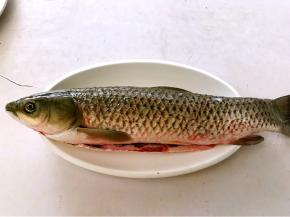 准备新鲜草鱼一条