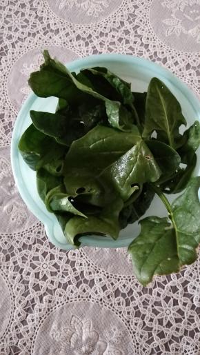 菠菜清洗干净