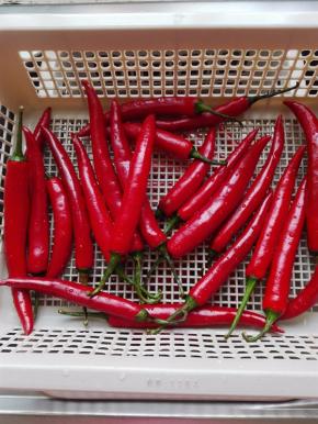 红辣椒洗净，晾干水分
