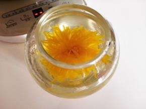 8．	泡一会儿，菊花就会慢慢打开，