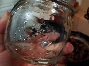 待酱料稍凉后，转移至消毒过的瓶子中，至离瓶口一公分处停止，擦干净瓶口即可密封。