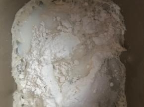 中种面团取出，加入除黄油外主面团材料，揉到扩展阶段，加入黄油，揉到出膜，在温暖处进行基础发酵