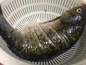 将鱼去鳞洗净后背上划几刀沥干水分