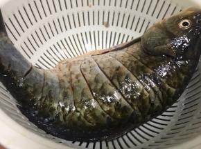 将鱼去鳞洗净后背上划几刀沥干水分